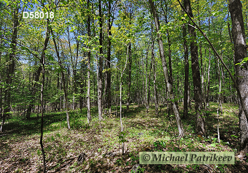 Hardwood forest